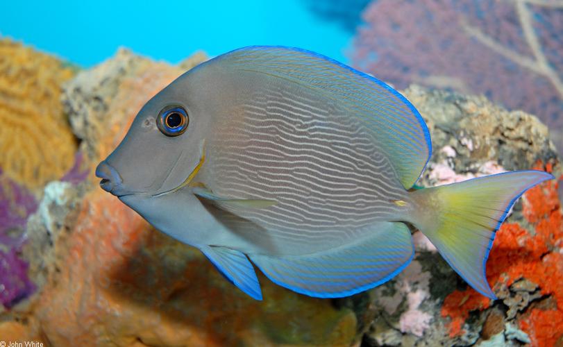 大西洋紫蓝吊鱼倒吊海水观赏鱼海鱼活体水族宠物鱼