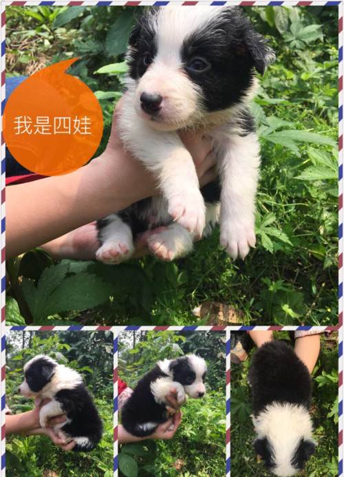 自家繁殖边牧幼犬已经一个月啦!现在接受预订(公)