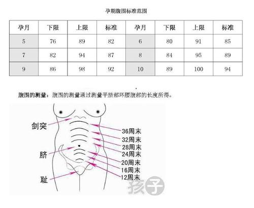 孕妇胎儿体重增长表腹围宫高标准