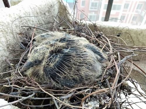 斑鸠6楼阳台筑巢一年孵出三窝小鸟
