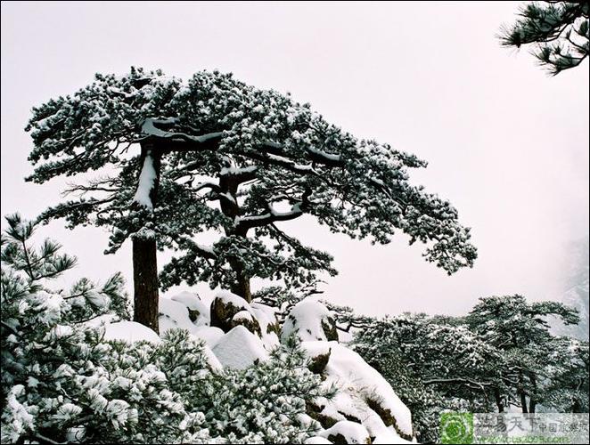  p>大夫松,古人用于咏松树,或喻受恩遇.中国名山泰山有五大夫松. /p>