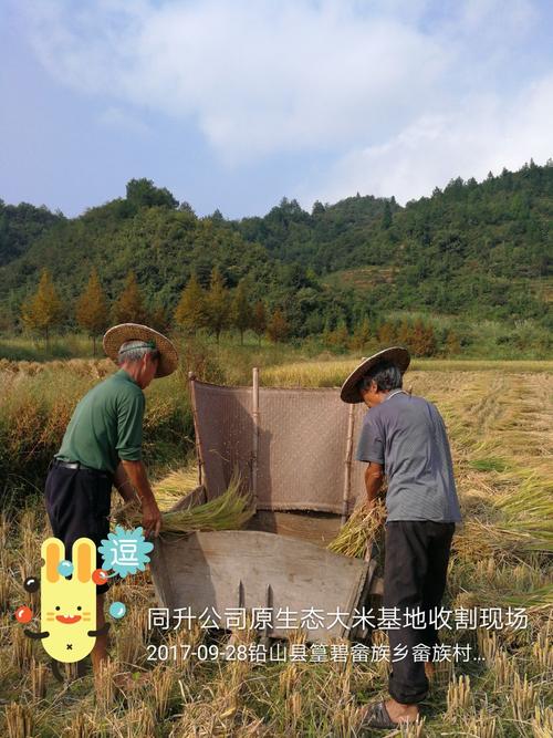 为了确保【武夷篁碧】原生态大米的品质,采取了传统的人工收割方式.