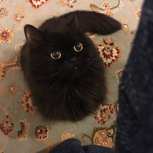 黑的自由黑的自信黑的别具一格的小煤球