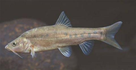 丰富了湖南鱼类多样性和种质资源,具有重要的研究和保护价值 平头岭