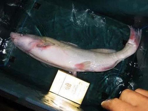 它是嘉陵江的特产鱼"江团鱼",肉质鲜美营养丰富,如今