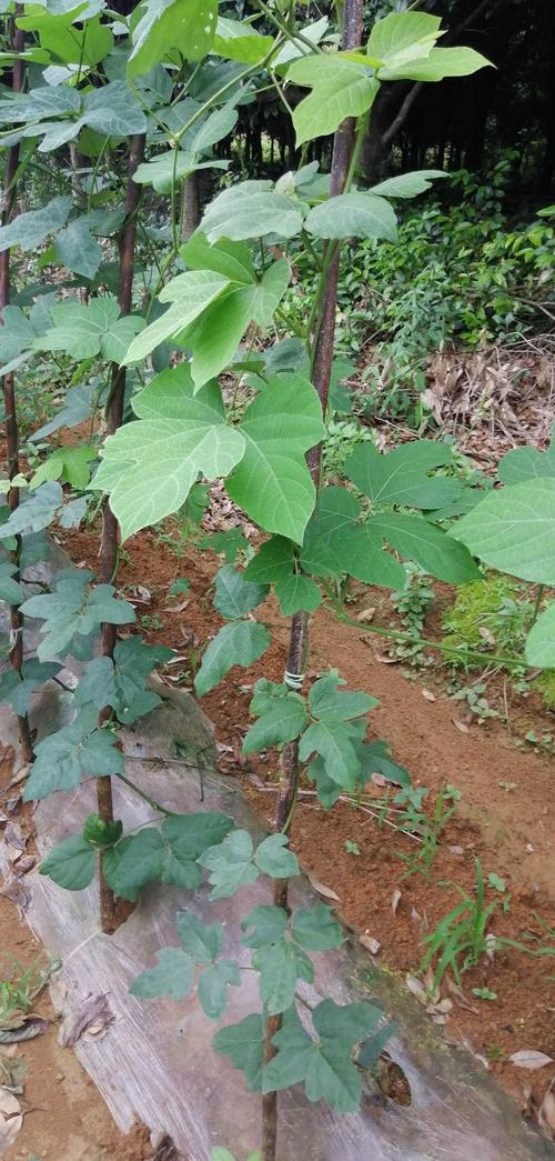 老师你好我家葛根根部长长满白须无葛绝收叶面正常请问是什么原因了