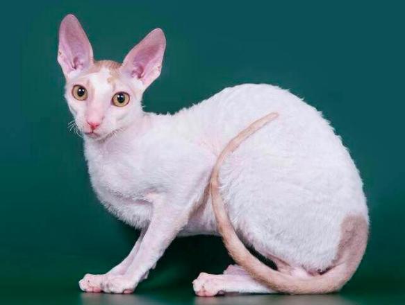 人气超高却买不起的猫:柯尼斯卷毛猫,被毛短且柔软,智商惊人