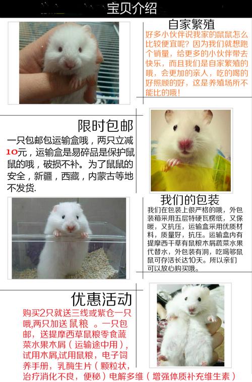 仓鼠活体 中长毛金丝熊 中长毛白熊 自家繁殖支持预定