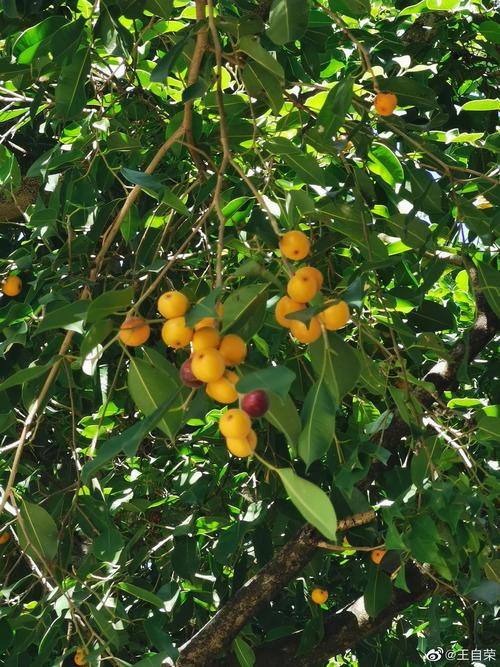 镇康垂叶榕的果