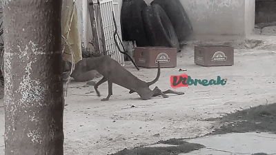 流浪狗装瘸骗吃骗喝,骗到人后瞬间活蹦乱跳……狗中