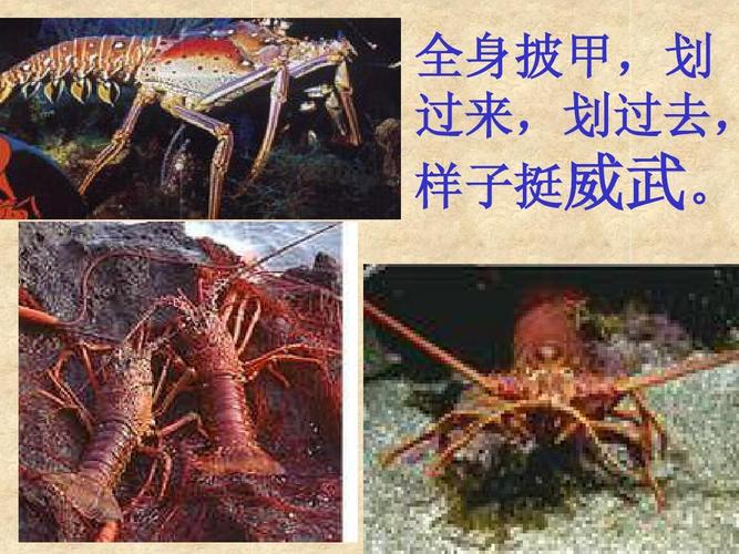 [小三语文课件]富饶的西沙群岛-富饶的西沙群岛ppt