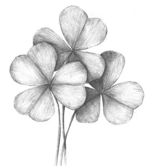 零基础教程素描三叶草的绘画教程