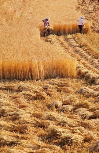 2018年6月,山西晋南小麦收割季.