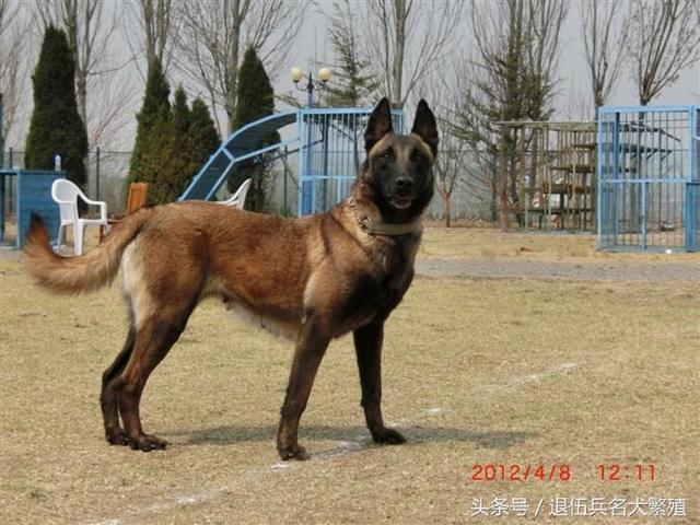 目前市场上宠物级马犬幼犬价格在1200-2500元之间,纯种马犬幼犬价格