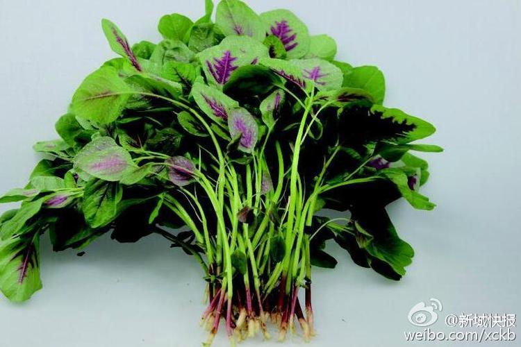 春分吃春菜遍野青翠皆美味