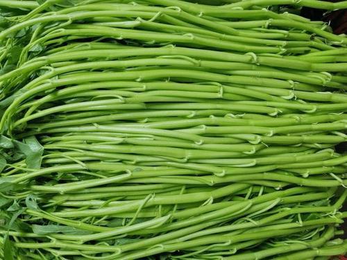 博白空心菜也要有"标准"啦!有"规矩",才能走得更远