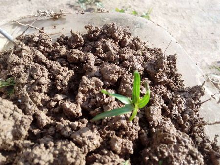 人参果种子什么样?发芽后什么样子?