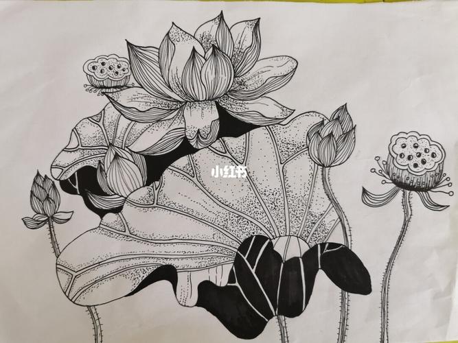 荷花   线描画_黑白线描画_文化_绘画