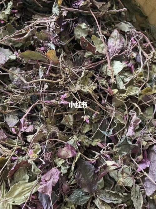 护肝草功效: 乙肝病毒携带者,大小三阳,恢复肝功能,降