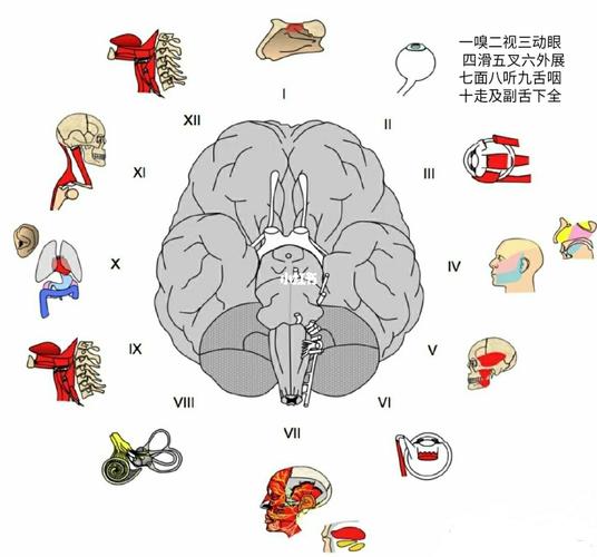 十二对脑神经的口诀(图片源于网上)_护考_教育_教育其他