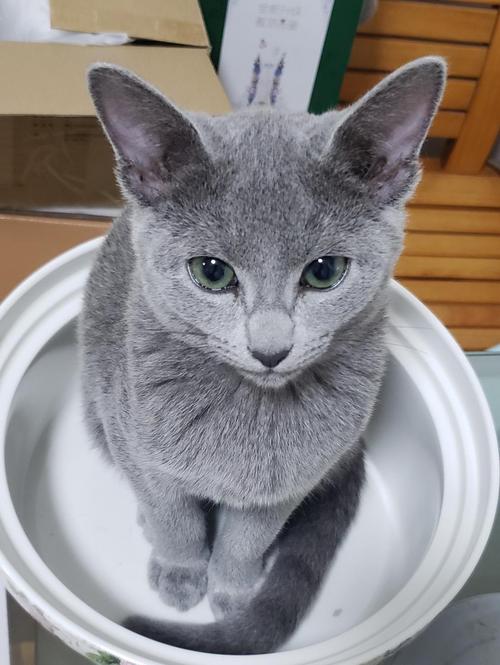 猫咪品种大全介绍——俄罗斯蓝猫,改过三次名字仍是当地的精灵