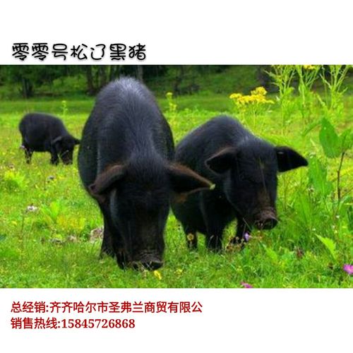 原生态松辽黑猪-零零号