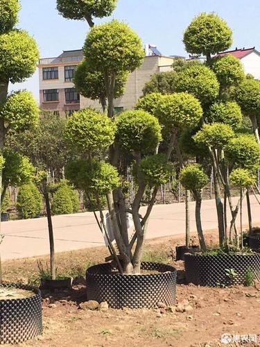 金叶女贞 亮晶女贞球造型树 棒棒糖