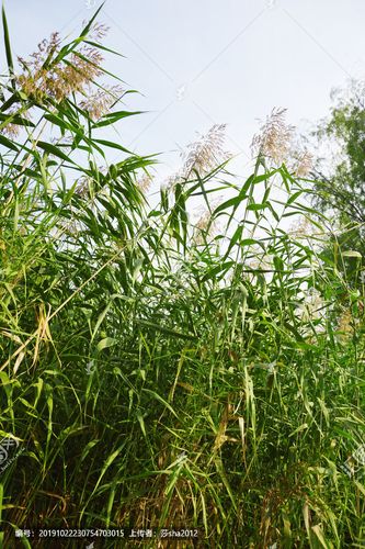 [正版商业] 芦苇