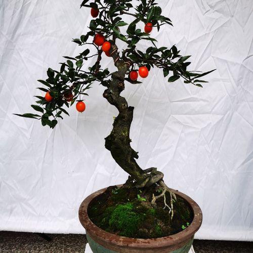 金弹子和普通树桩的碳化现象截然不同原来秘密在这现在才知道