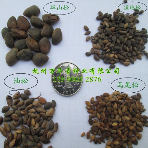 五针松种子 大阪松种子 黑松 雪松 白皮松 马尾松 油松湿地松种子