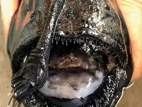 海滩上出现丑陋而又恐怖的黑怪鱼没人知道它背后的故事