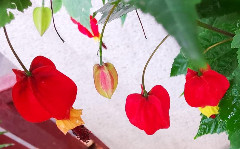 请欣赏红萼苘麻,别称蔓性风铃花,属锦葵科盆栽垂吊观赏,花朵俏丽丰硕