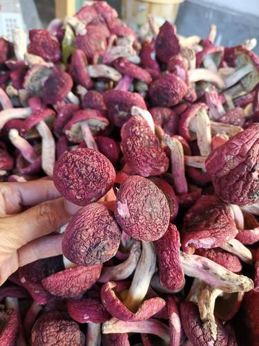 云南腾冲正宗生红菇(红菌)可联系现场视频看货(本人代收售)