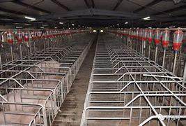 大型养猪场的股票