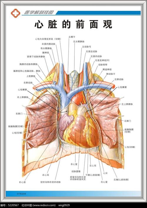 心脏的前面观解剖图片