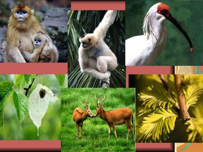 保护生物多样性图