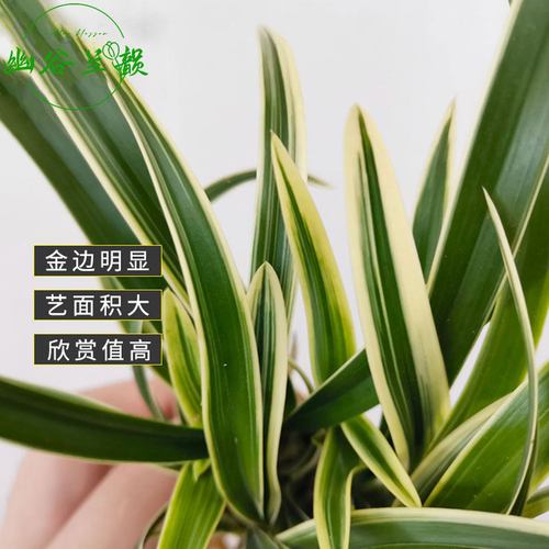 四季名贵盆栽浓香型建兰金边花木兰兰花