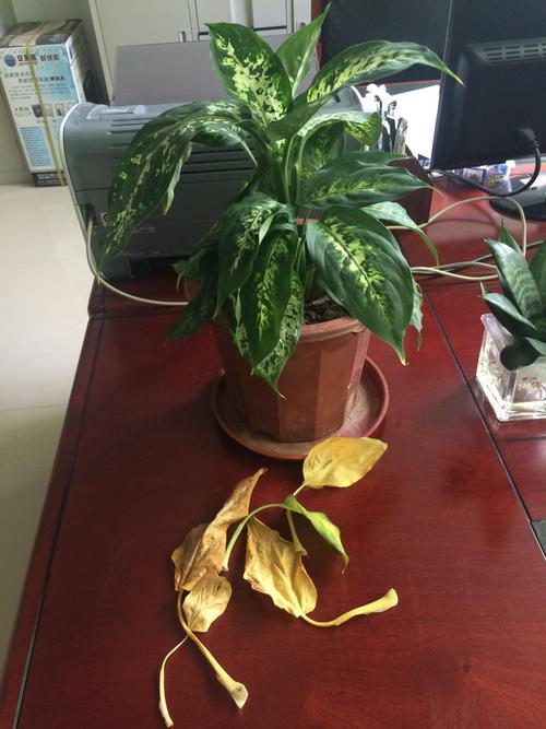 花边万年青叶子变黄怎么办?