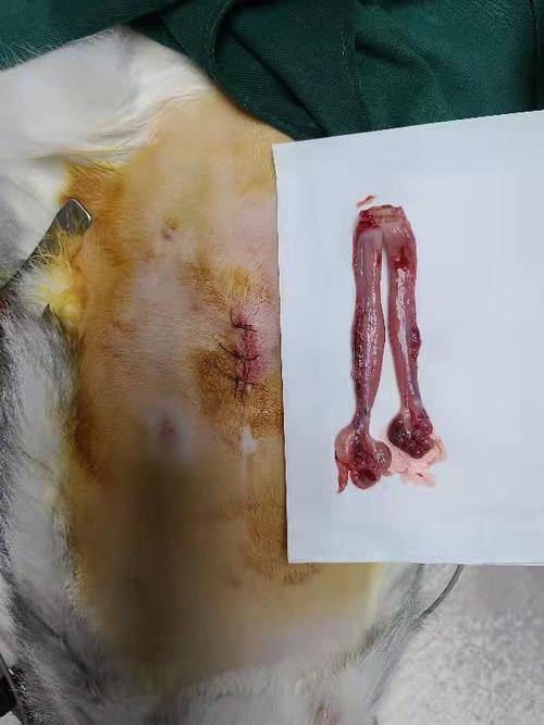 讨论大家可以帮忙看下我家母猫子宫和卵巢有没有摘干净吗