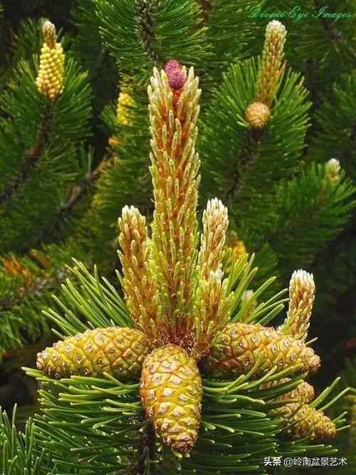[转载]松树花开,美到极致!