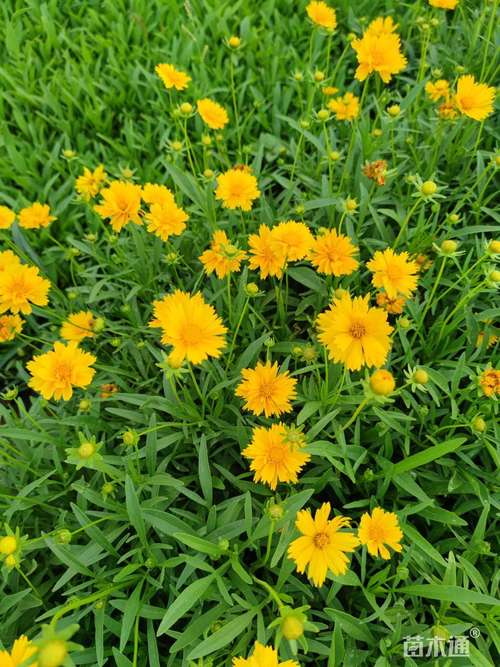 高度10厘米大花金鸡菊