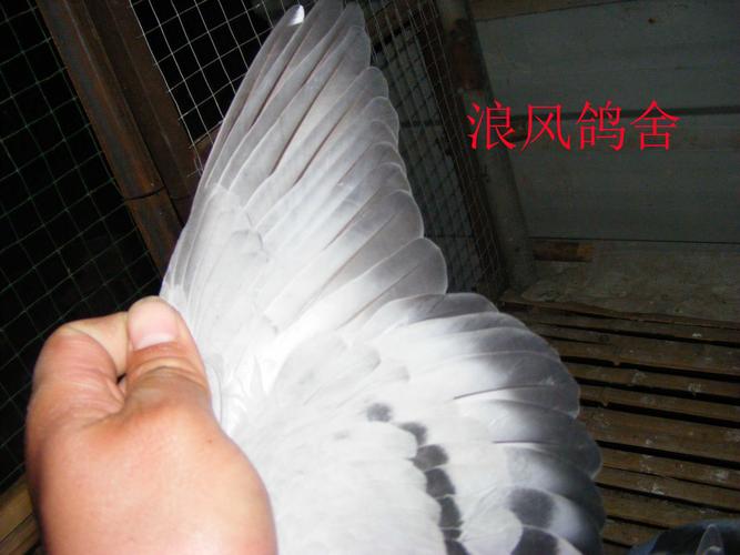 信鸽11根主羽好不好!