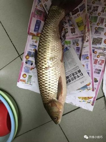 老玉米自制的简单窝料 小河守到大草鱼 开心