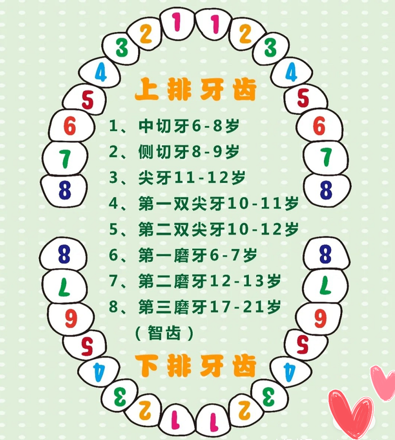 长牙的顺序是什么?注意事项有哪些?