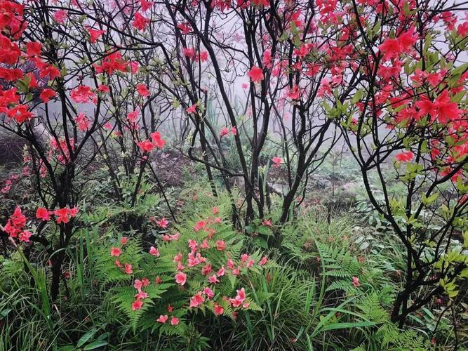 杜鹃花开正当时!又是一年赏花季,错过了又得等一年