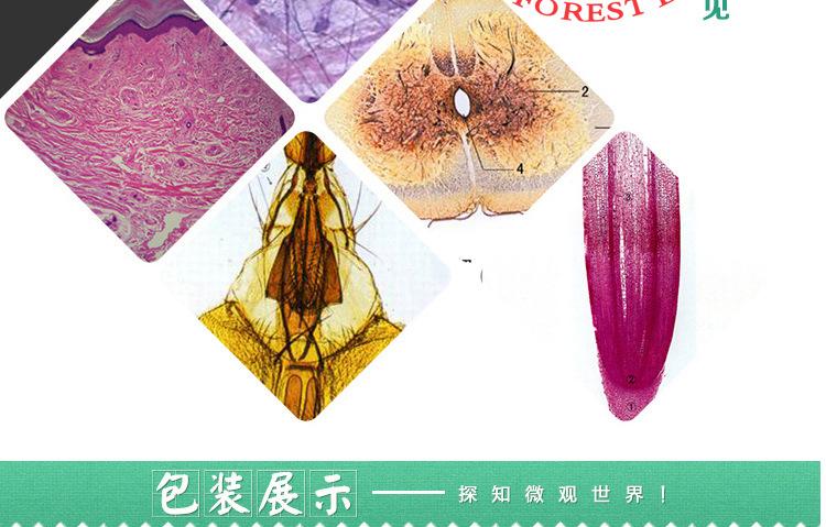 教学标本结构清晰地钱系列切片标本地钱精子器地钱颈卵器生物切片
