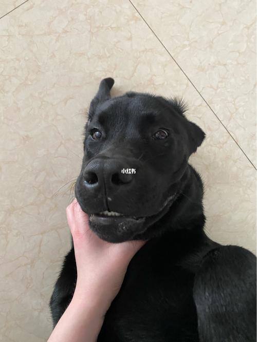 锁喉_拉布拉多_拉布拉多日常_宠物_狗