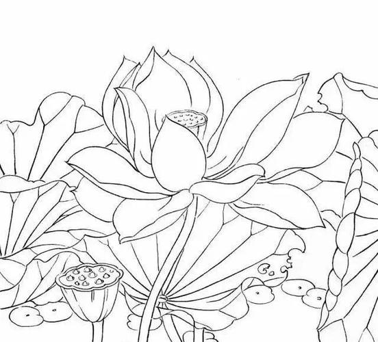书画联盟丨简单易学的白描荷花教程|莲蓬|工笔_网易