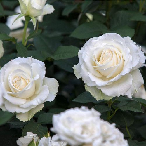 玫瑰花花苗婚礼开花白开花居家白玫瑰庭院玫瑰月季花花卉