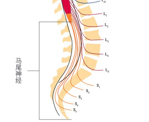腰椎神经哪里受压会出现相对应的什么症状和马尾神经有什么关系